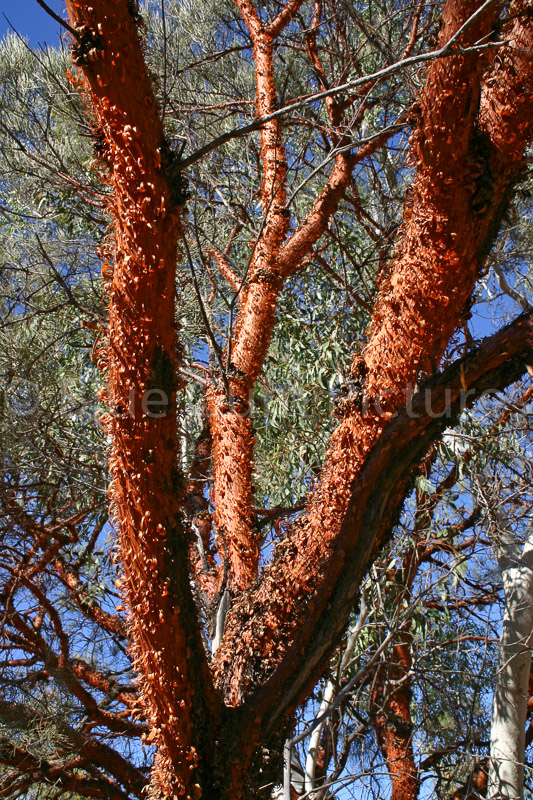 Acacia Cyperophylla
