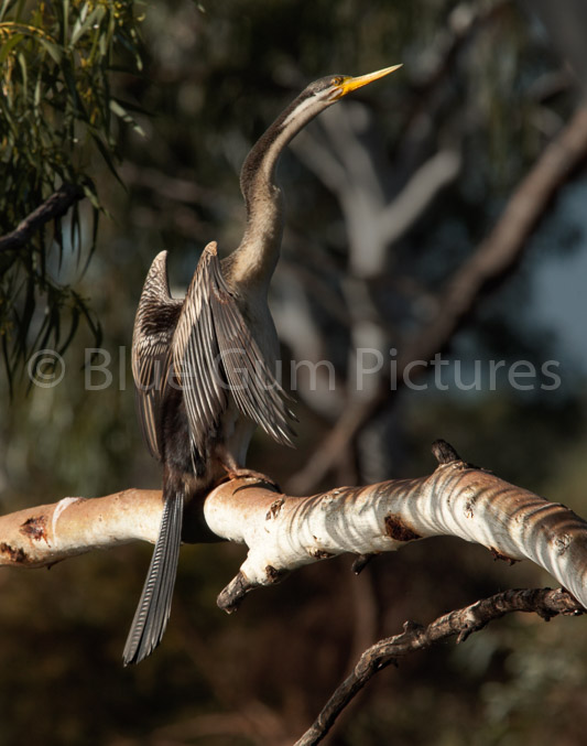Australian Darter (Anhinga melanogaster)