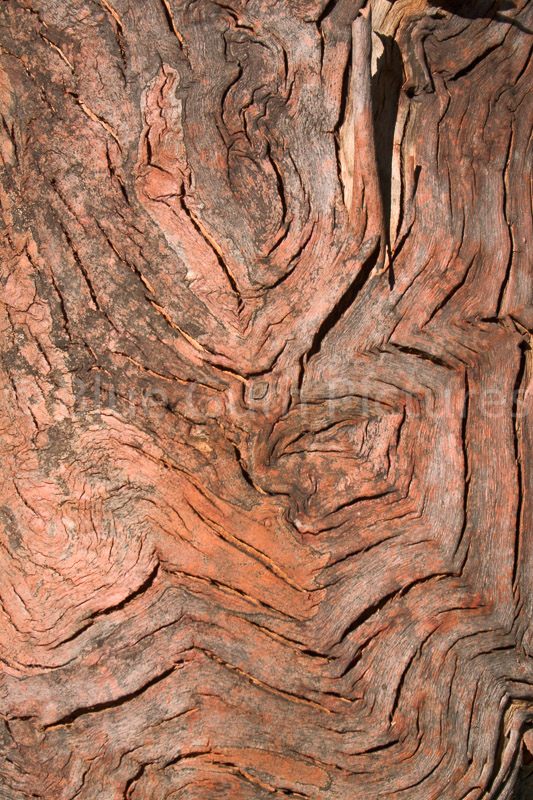 Bark of a Gum Tree