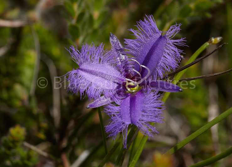 Common Fringe Lily
