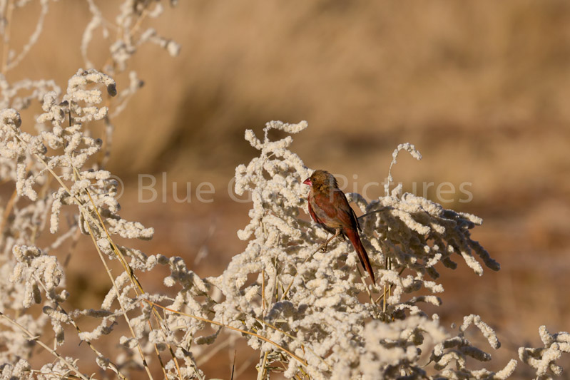 Crimson Finch (Neochmia phaeton) 