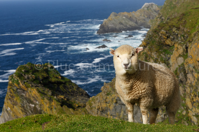 Cute lamb on the cliffs