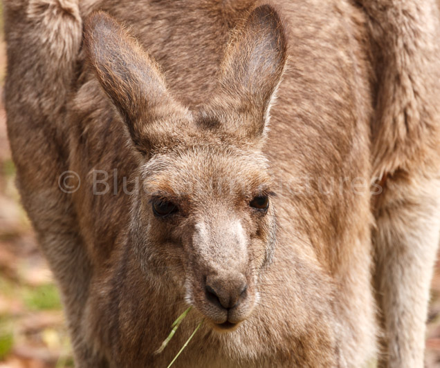Eastern Grey Kangaroo (Macropus giganteus)