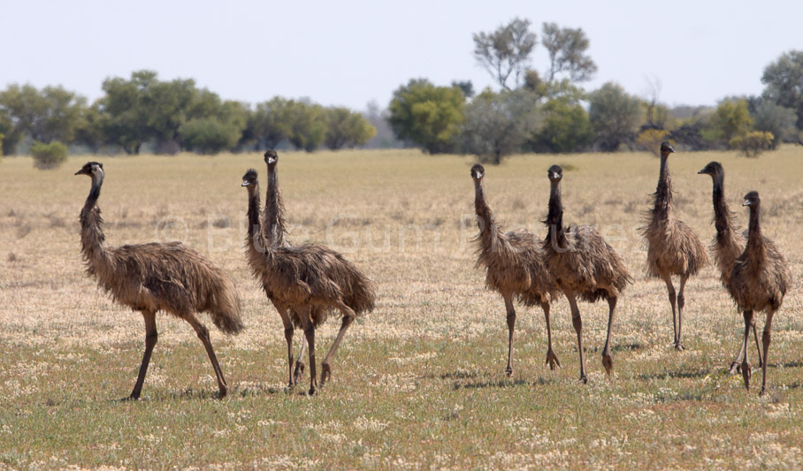 Emus (Dromaius Novaehollandiae)