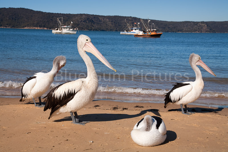 Pelicans, Patonga