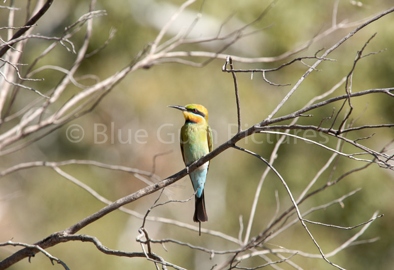 Rainbow Bee-eater (Merops Ornatus)