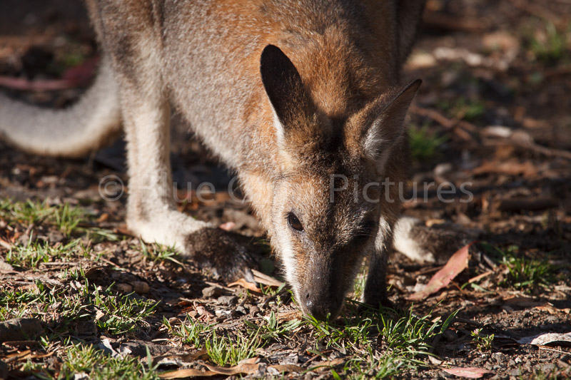 Red-necked Wallaby (Macropus rufogriseus)
