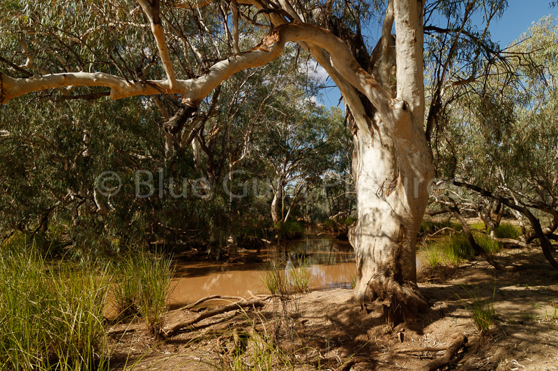 River Red Gum(Eucalyptus Camaldulensis) 
