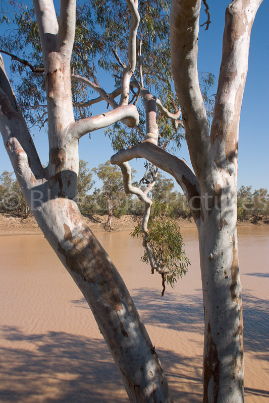 River Red Gum (Eucalyptus camaldulensis)
