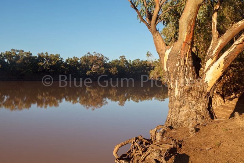 River Red Gum (Eucalyptus camaldulensis)