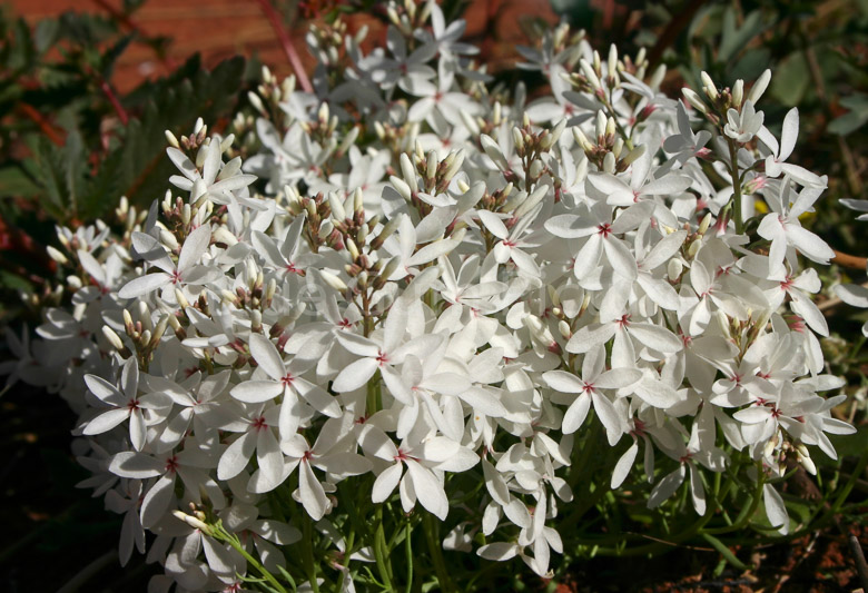 Snow Flower, Macgregoria racemigera