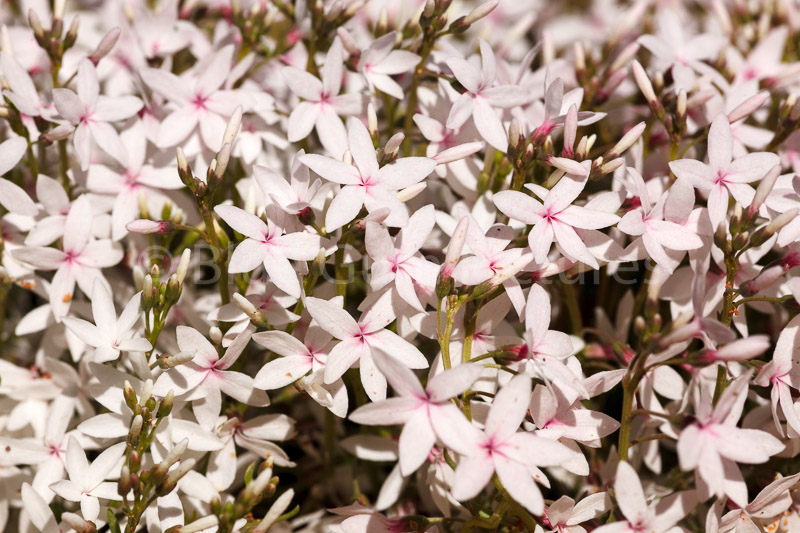 Snow Flowers (Macgregoria racemigera) 