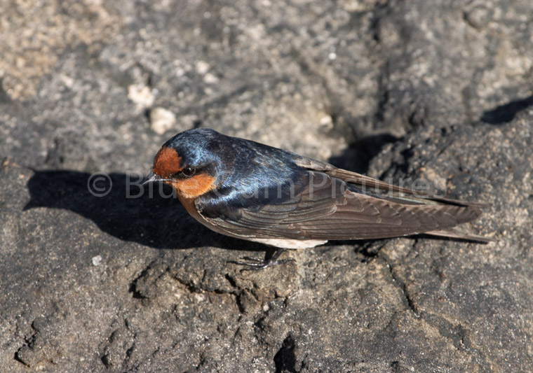 Welcome Swallow (Hirundo Neoxena)