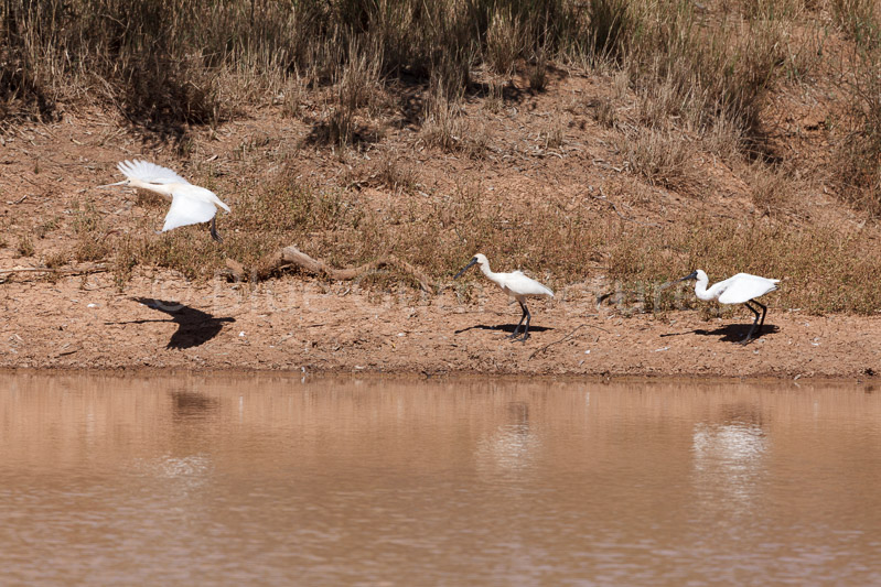 Yellow-billed and Royal Spoonbills