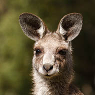 Coolah Tops, The Kangaroos