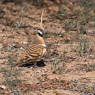 A Spinifex Pigeon(Geophaps plumifera)