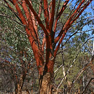 Acacia Cyperophylla