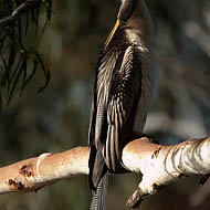 Australian Darter (Anhinga melanogaster)