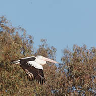 Australian Pelican (Pelecanus Conspiccilatus)