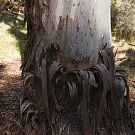 Bark of a gum tree, Coolah Tops 