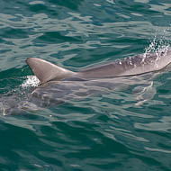 Bottlenose Dolphin (Tursiops Truncatus)