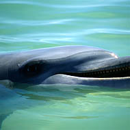 Bottlenose Dolphin (Tursiops Truncatus)