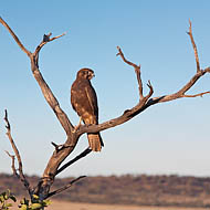 Brown Falcon (Falco Berigora)