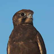 Brown Falcon (Falco Berigora)