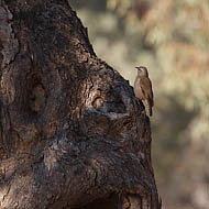 Brown Treecreeper (Climacteris picummus)