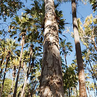 Cabbage-tree Palms (Livistona australis)