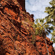 Cabbage-tree Palms (Livistona australis)