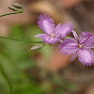 Common Fringe Lily