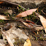 Copper-tailed Skink (Ctenotus taeniolatus) 