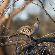 Crested Pigeon (Ocyphaps Lophotes)