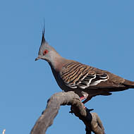 Crested Pigeon (Ocyphaps Lophotes)