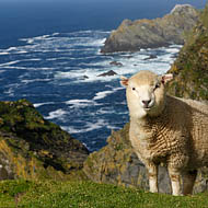 Cute lamb on the cliffs