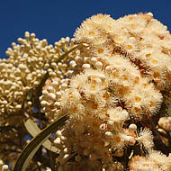 Desert Bloodwood(Corymbia opaca)