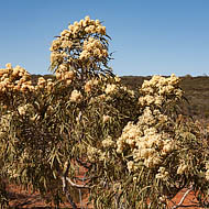 Desert Bloodwood(Corymbia opaca)