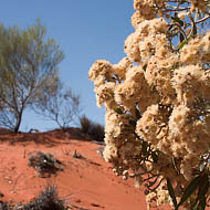 Desert Bloodwood (Corymbia terminalis)