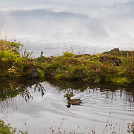 Duck on Mývatn