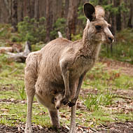 Eastern Grey Kangaroo (Macropus giganteus)