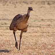 Emu (Dromaius Novaehollandiae)