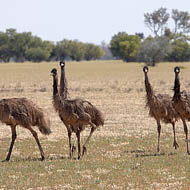 Emus (Dromaius Novaehollandiae)