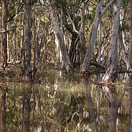 Forest swamp