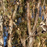 Laughing Kookaburra