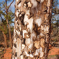 Leopardwood (Flindersia maculosa)