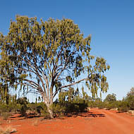Leopardwood (Flindersia maculosa)