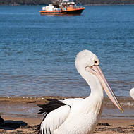 Pelican, Patonga