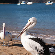 Pelican, Patonga