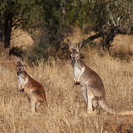 Red Kangaroos (Macropus rufus) 